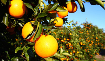 orange trees